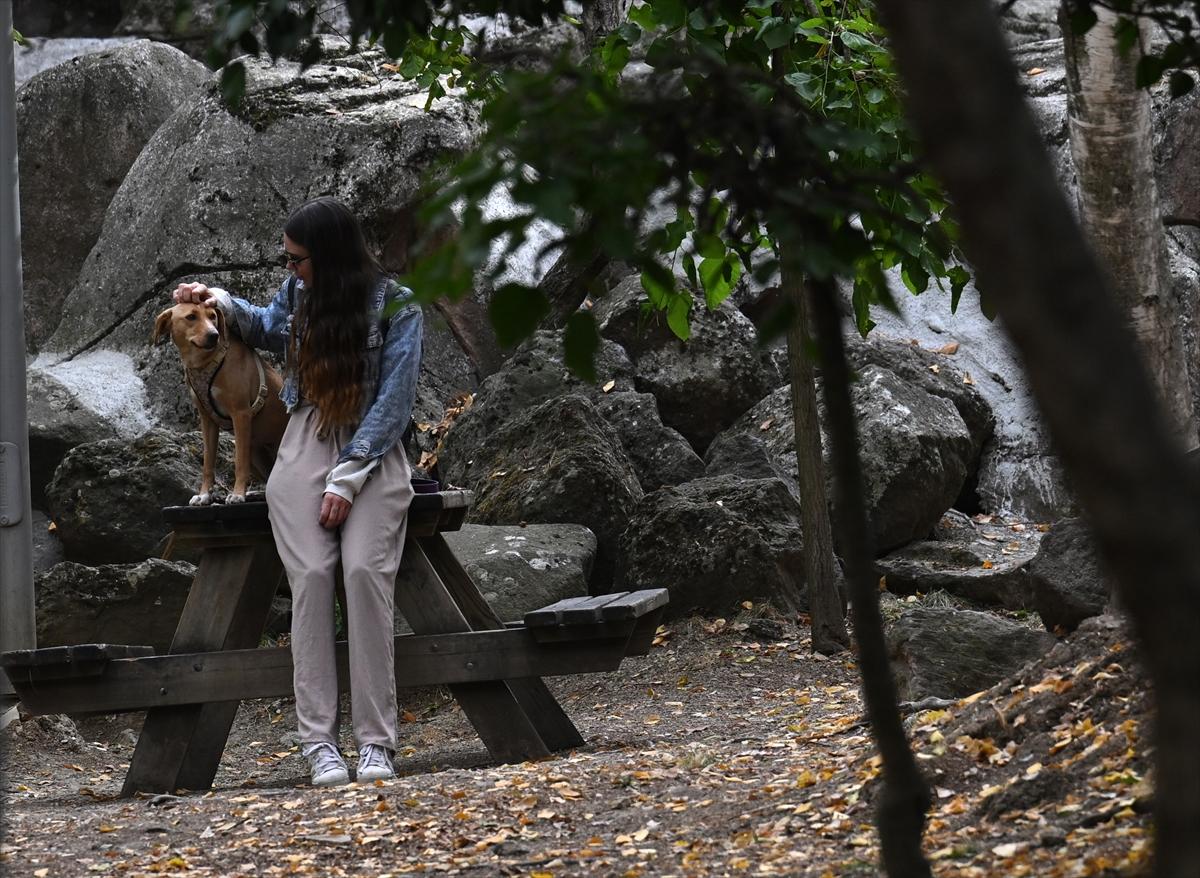 Başkent Ankara'da sonbahar: Sincaplar ceviz topladı