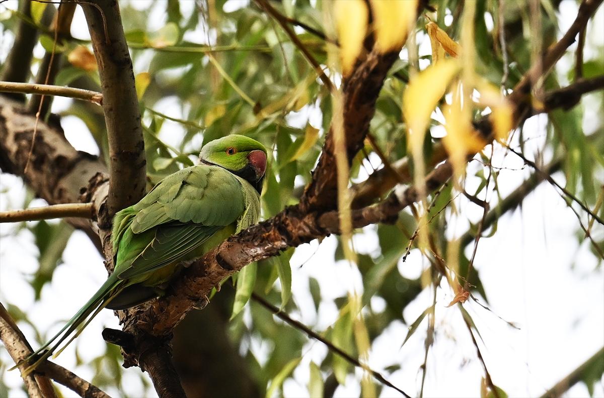 Başkent Ankara'da sonbahar: Sincaplar ceviz topladı