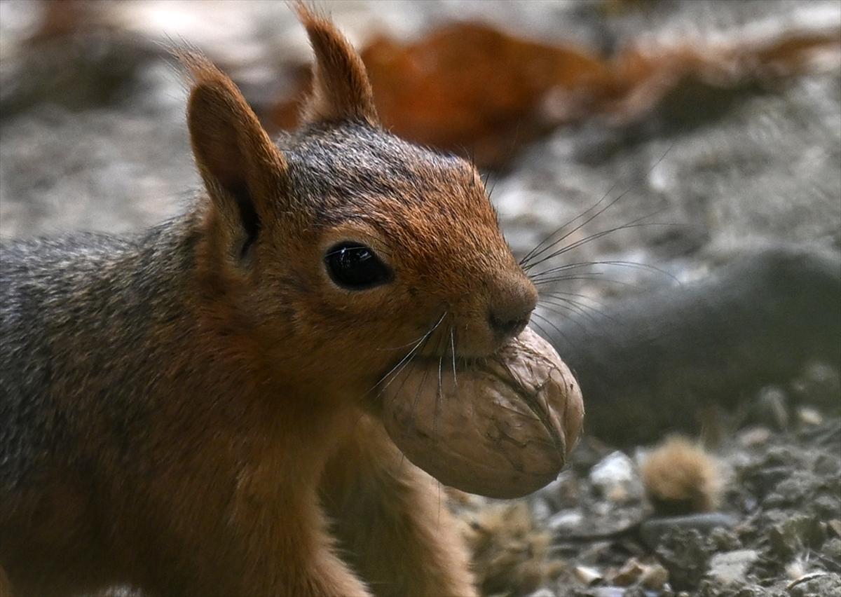 Başkent Ankara'da sonbahar: Sincaplar ceviz topladı