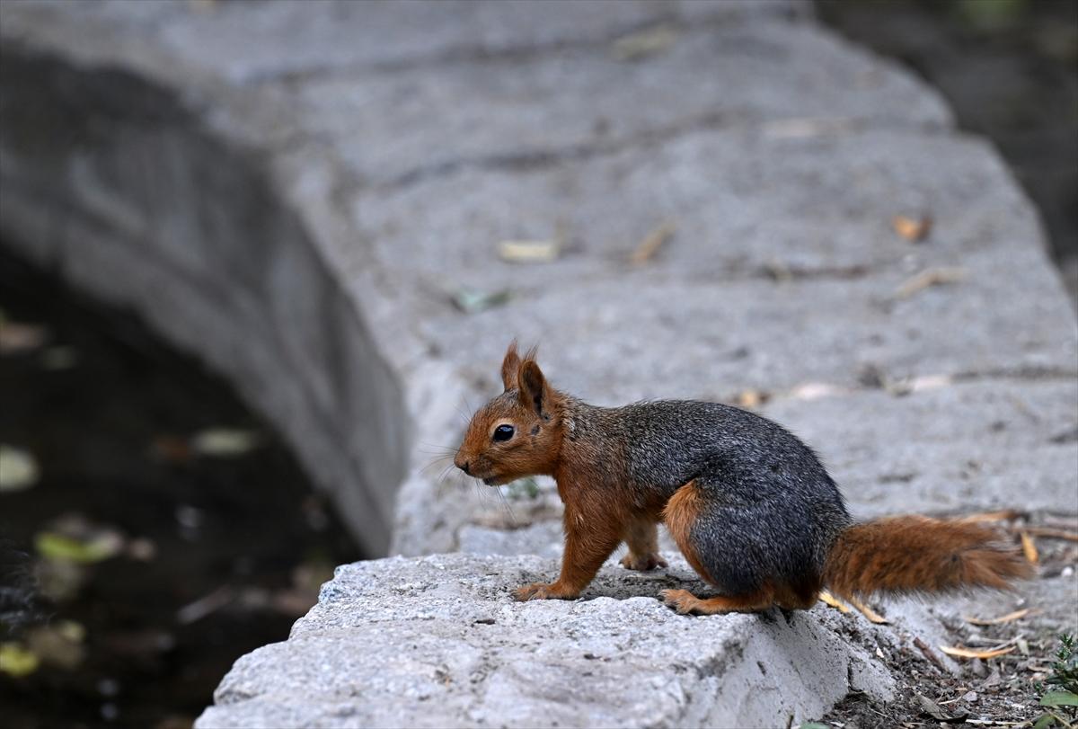 Başkent Ankara'da sonbahar: Sincaplar ceviz topladı