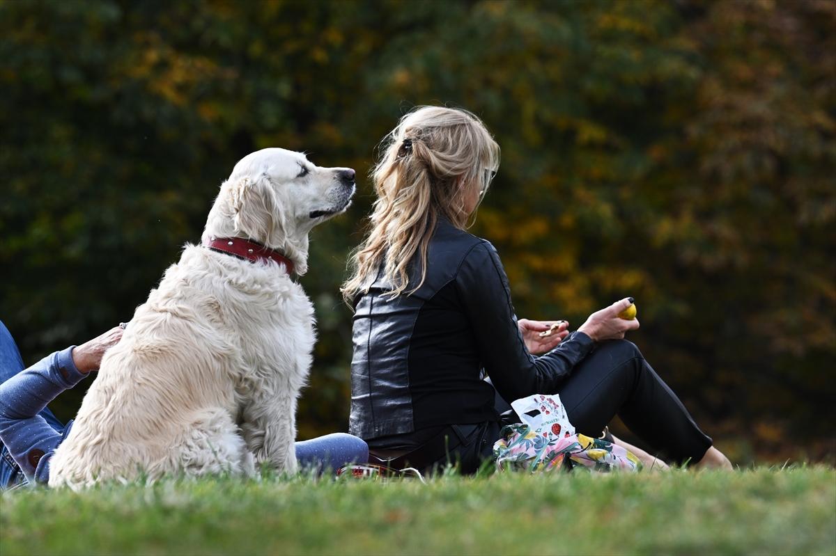 Başkent Ankara'da sonbahar: Sincaplar ceviz topladı