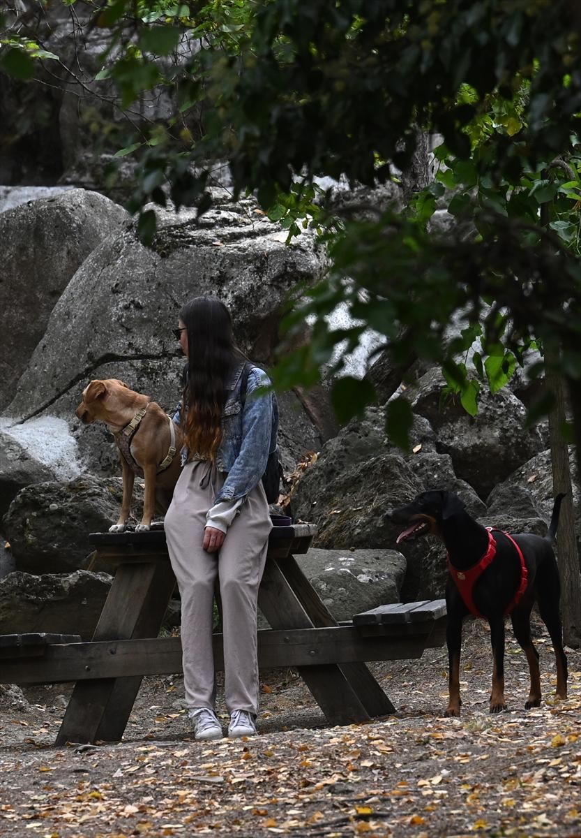 Başkent Ankara'da sonbahar: Sincaplar ceviz topladı