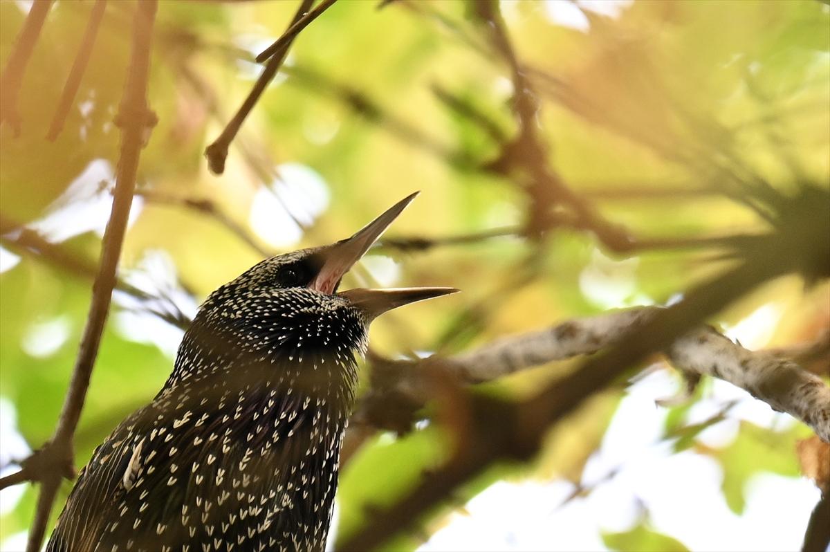 Başkent Ankara'da sonbahar: Sincaplar ceviz topladı