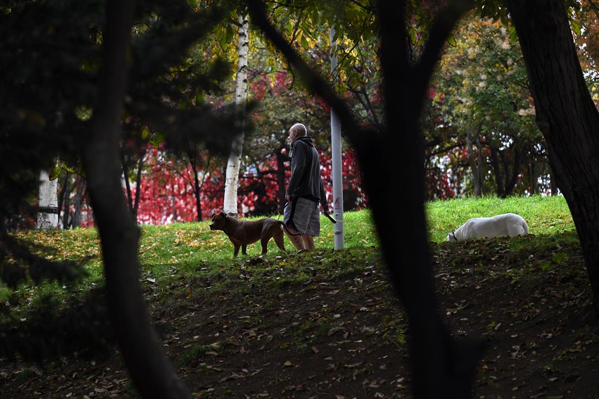 Başkent Ankara'da sonbahar: Sincaplar ceviz topladı