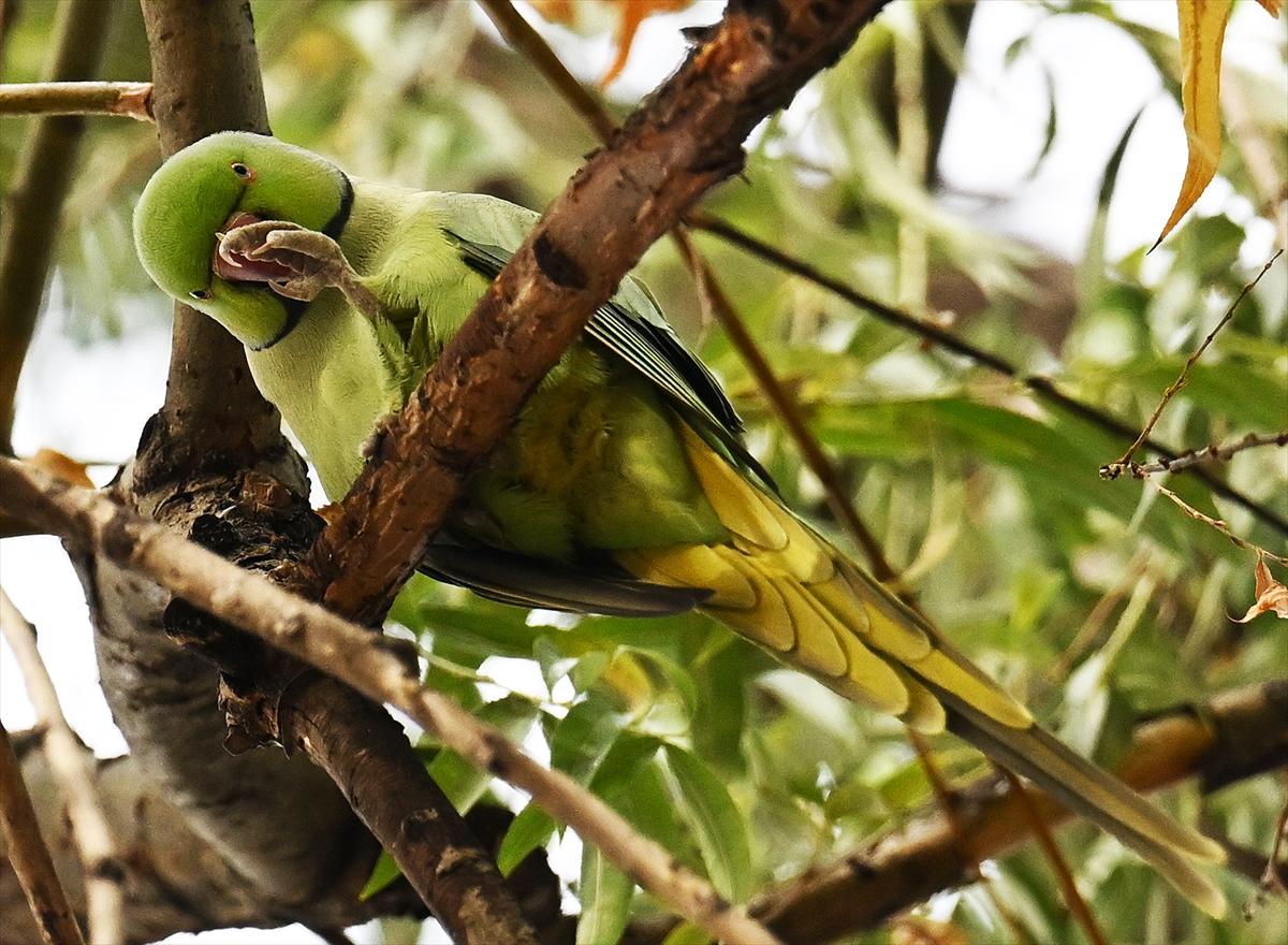 Başkent Ankara'da sonbahar: Sincaplar ceviz topladı