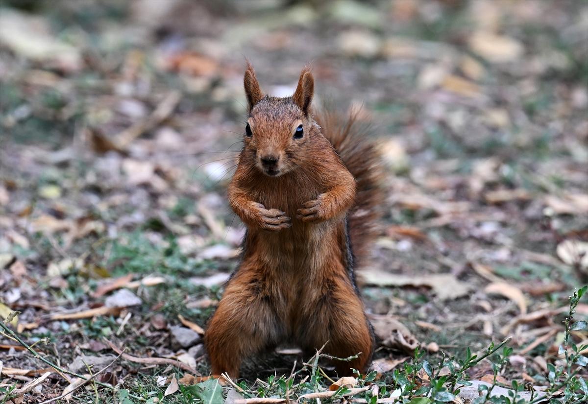 Başkent Ankara'da sonbahar: Sincaplar ceviz topladı