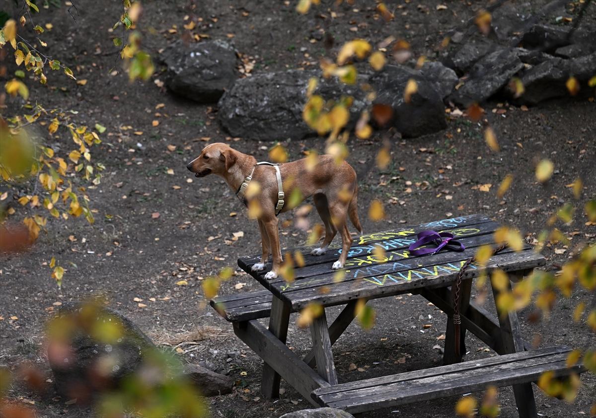 Başkent Ankara'da sonbahar: Sincaplar ceviz topladı