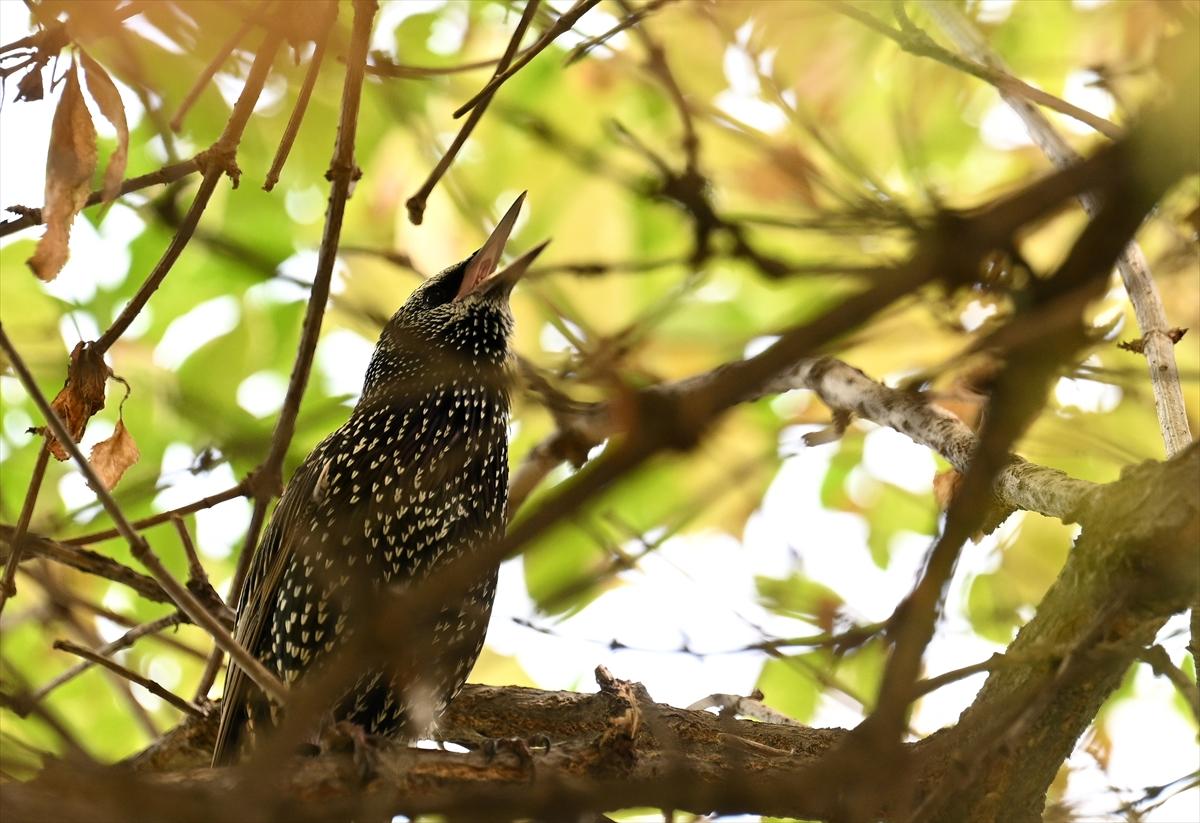 Başkent Ankara'da sonbahar: Sincaplar ceviz topladı