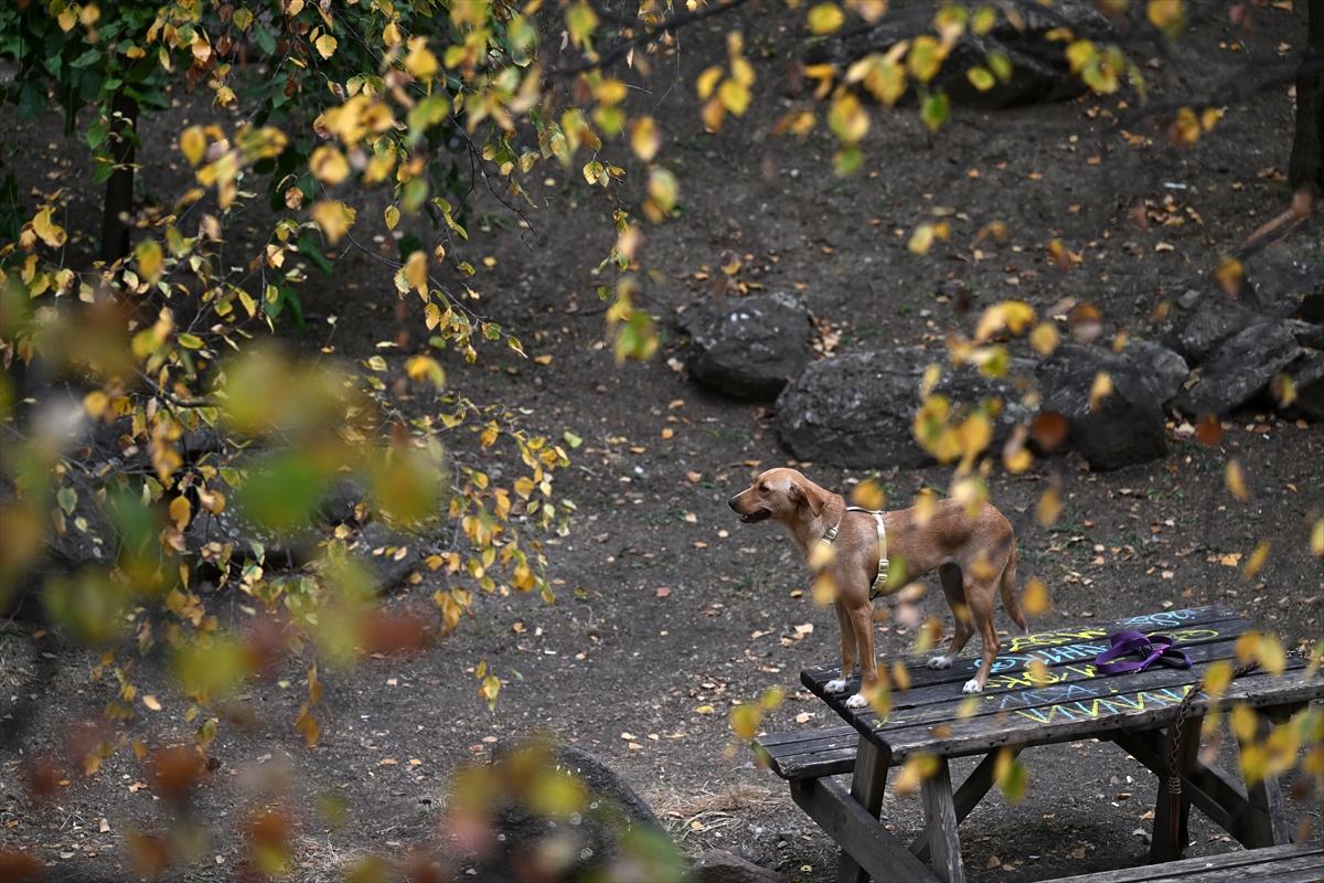 Başkent Ankara'da sonbahar: Sincaplar ceviz topladı