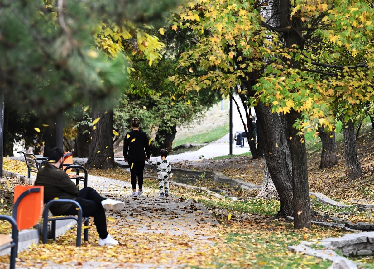 Başkent Ankara'da sonbahar: Sincaplar ceviz topladı