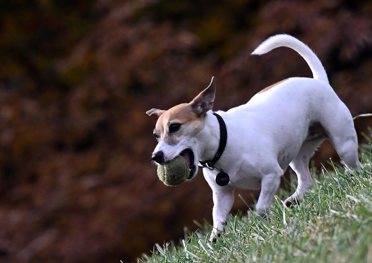 Başkent Ankara'da sonbahar: Sincaplar ceviz topladı