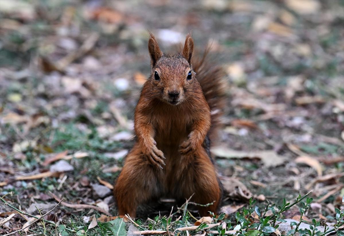 Başkent Ankara'da sonbahar: Sincaplar ceviz topladı
