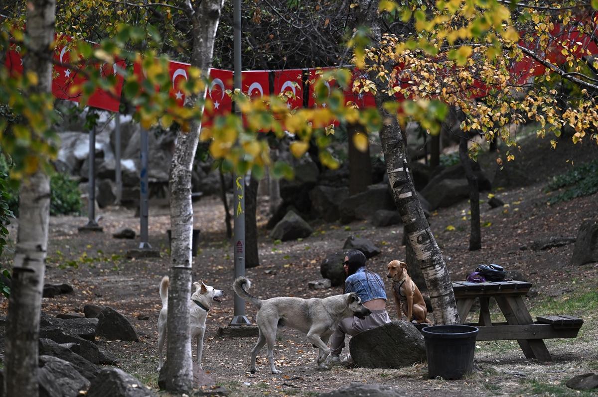 Başkent Ankara'da sonbahar: Sincaplar ceviz topladı