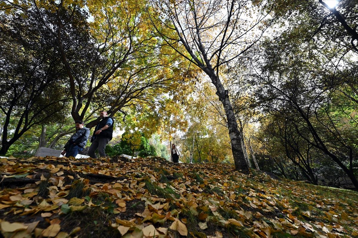 Başkent Ankara'da sonbahar: Sincaplar ceviz topladı