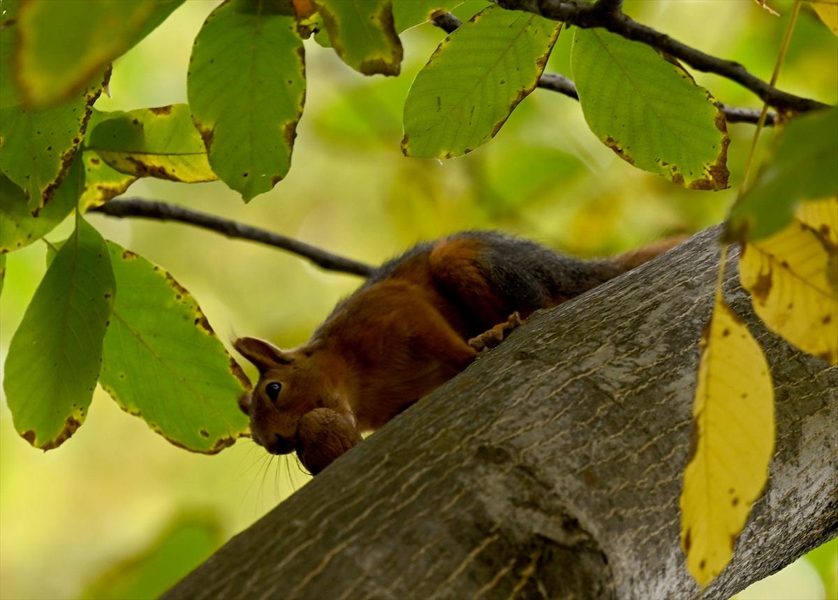 Başkent Ankara'da sonbahar: Sincaplar ceviz topladı