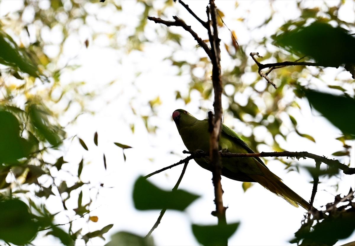 Başkent Ankara'da sonbahar: Sincaplar ceviz topladı