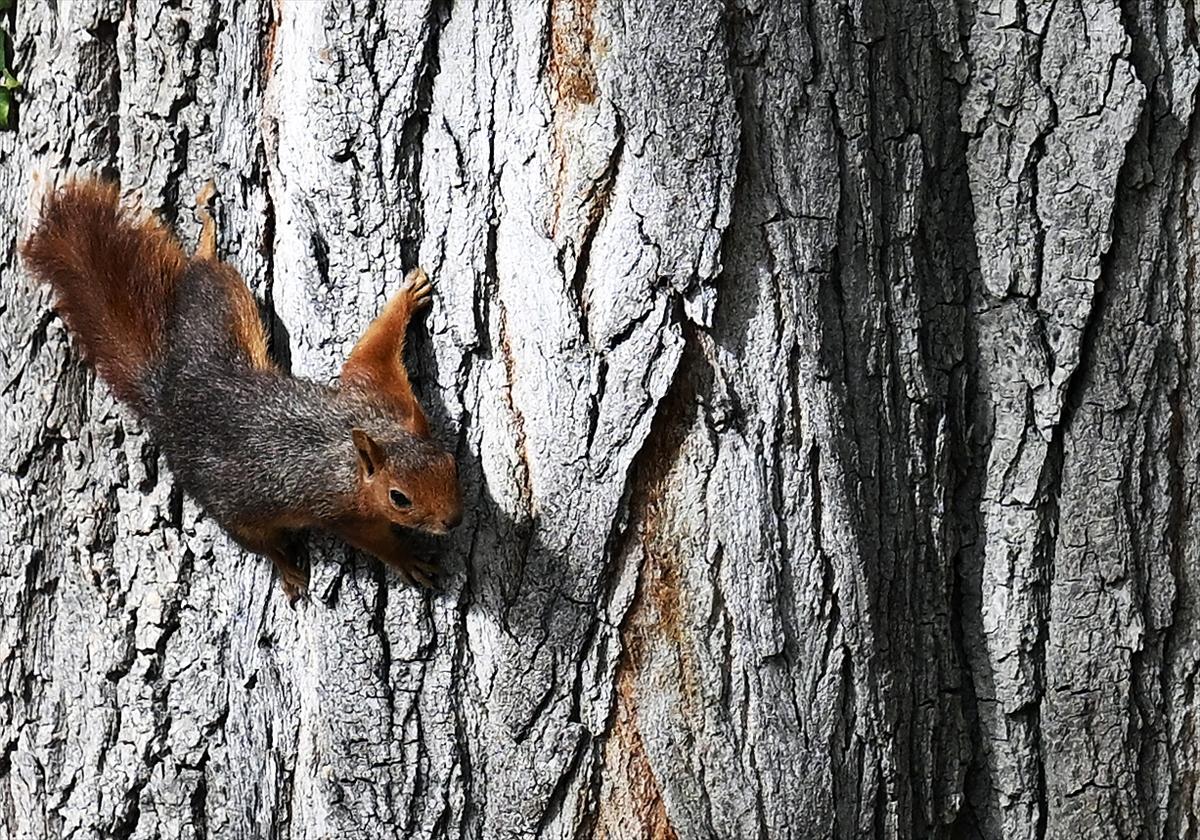 Başkent Ankara'da sonbahar: Sincaplar ceviz topladı