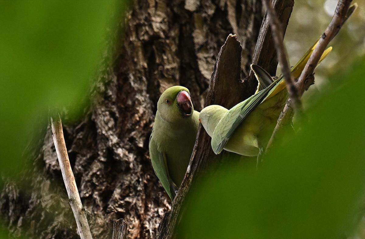 Başkent Ankara'da sonbahar: Sincaplar ceviz topladı