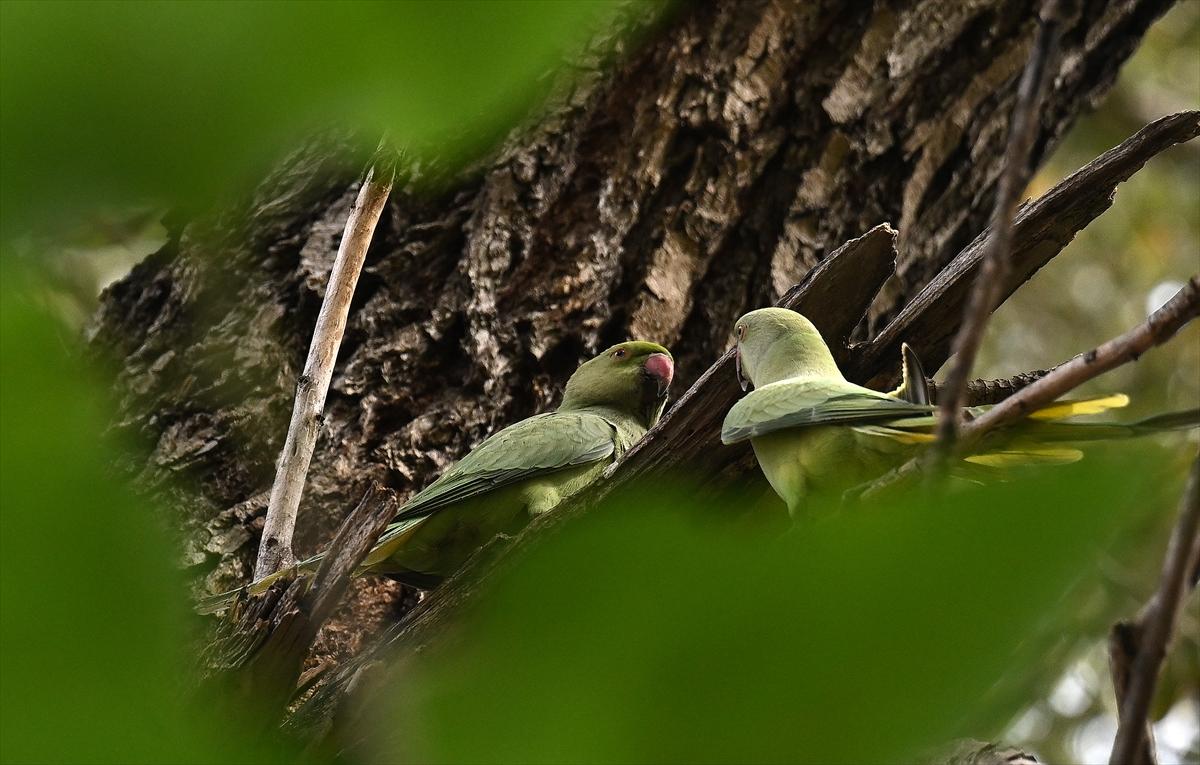 Başkent Ankara'da sonbahar: Sincaplar ceviz topladı