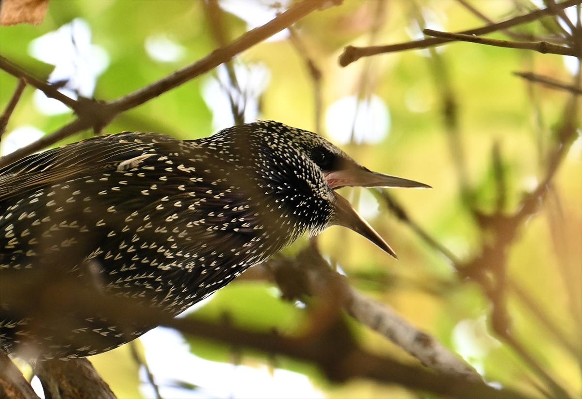 Başkent Ankara'da sonbahar: Sincaplar ceviz topladı