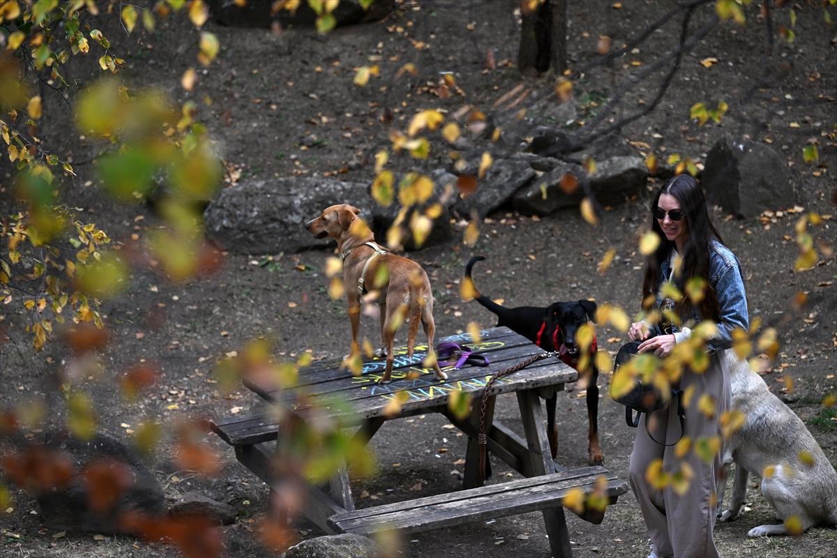 Başkent Ankara'da sonbahar: Sincaplar ceviz topladı