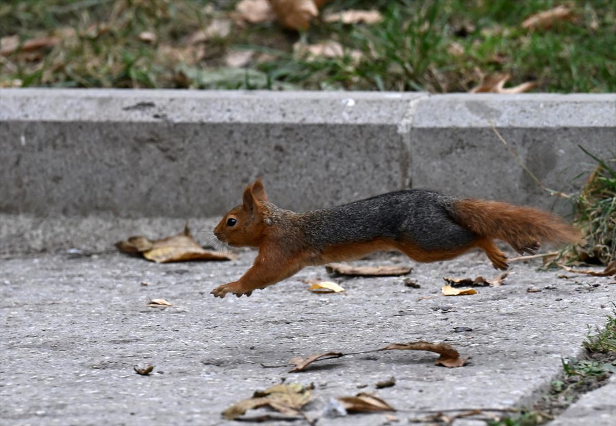 Başkent Ankara'da sonbahar: Sincaplar ceviz topladı