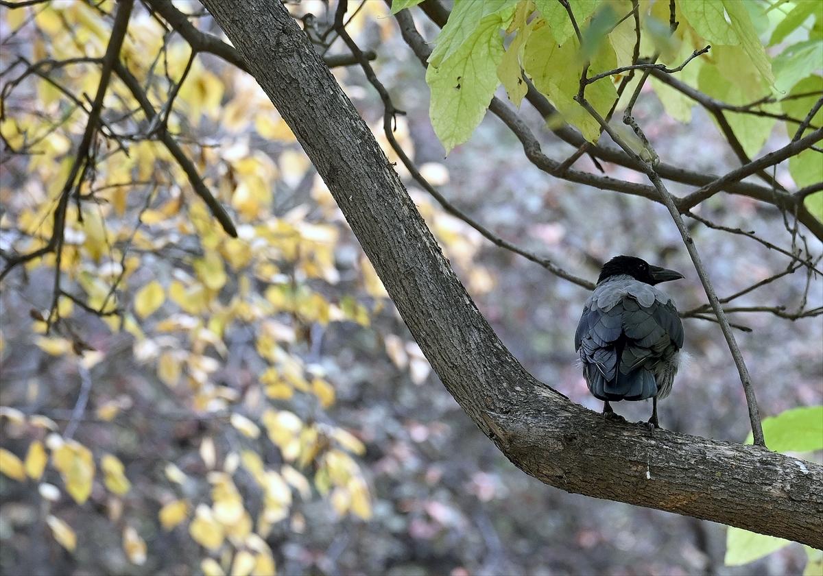Başkent Ankara'da sonbahar: Sincaplar ceviz topladı