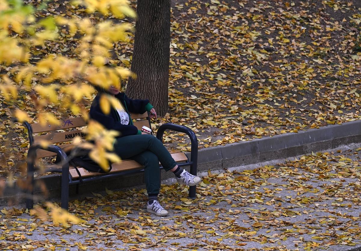 Başkent Ankara'da sonbahar: Sincaplar ceviz topladı