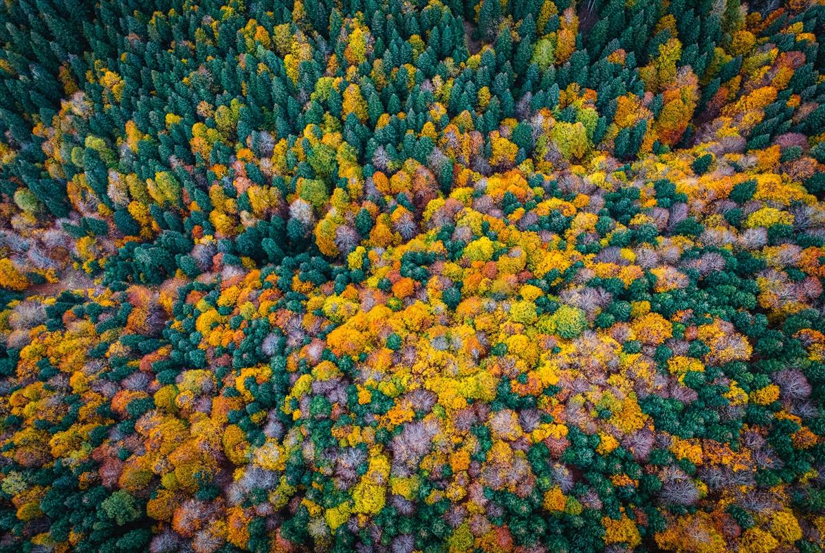 Saklı cennet Yedigöller'de sonbaharla birlikte renk cümbüşü yaşanıyor