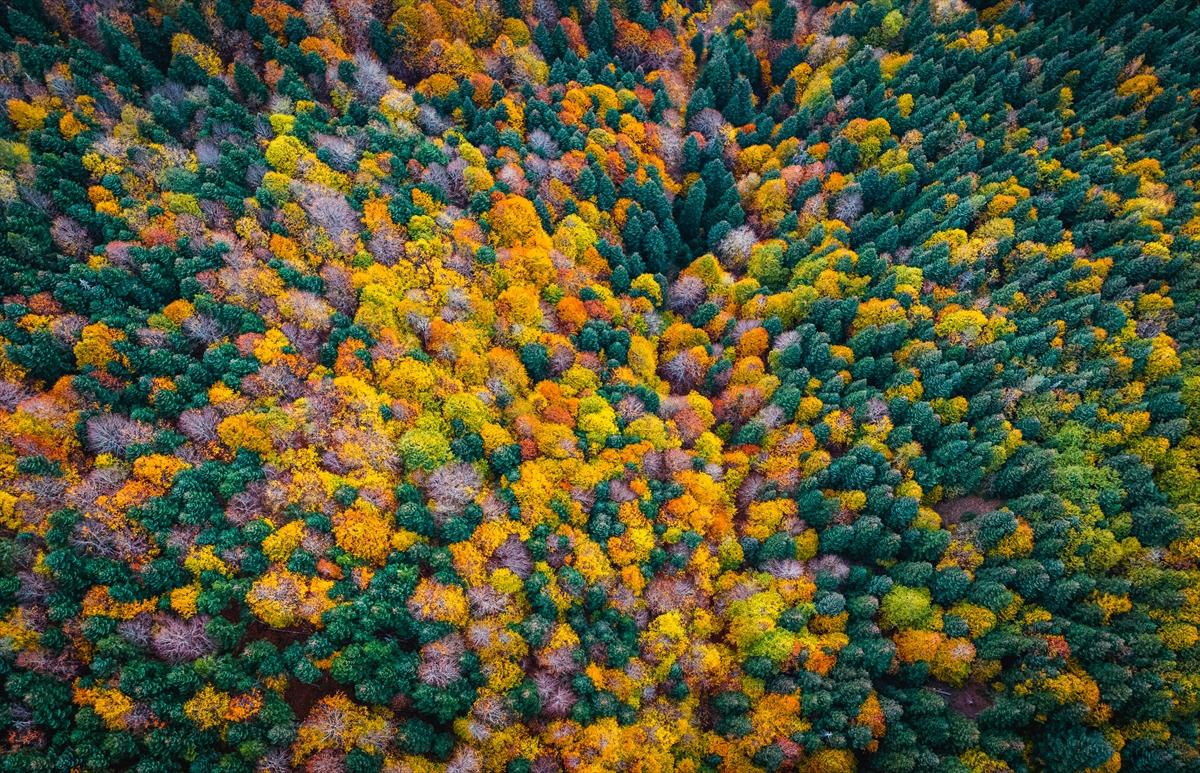 Saklı cennet Yedigöller'de sonbaharla birlikte renk cümbüşü yaşanıyor