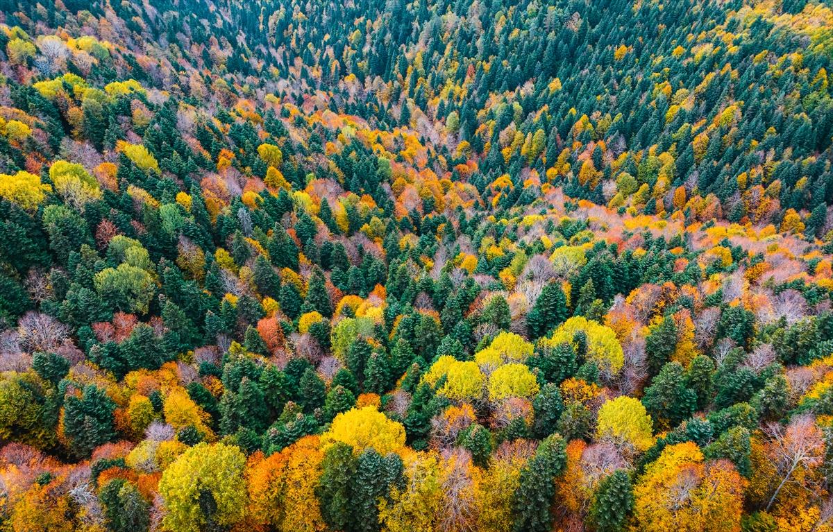 Saklı cennet Yedigöller'de sonbaharla birlikte renk cümbüşü yaşanıyor