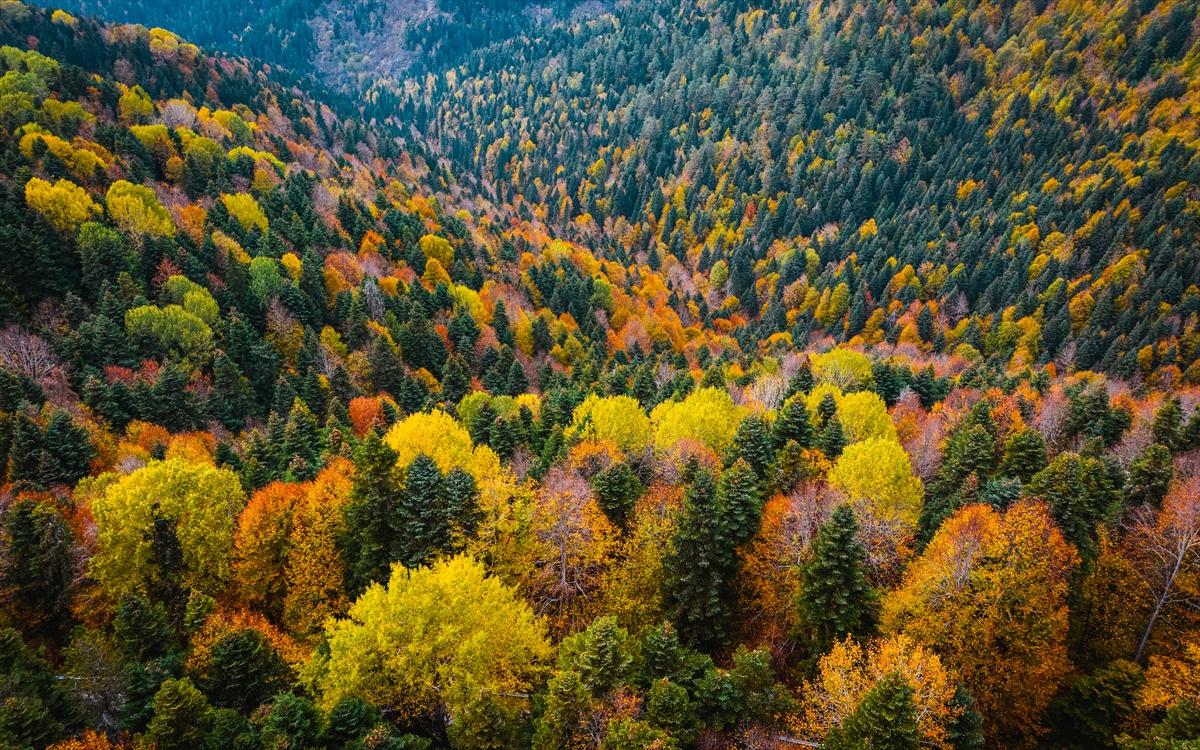Saklı cennet Yedigöller'de sonbaharla birlikte renk cümbüşü yaşanıyor
