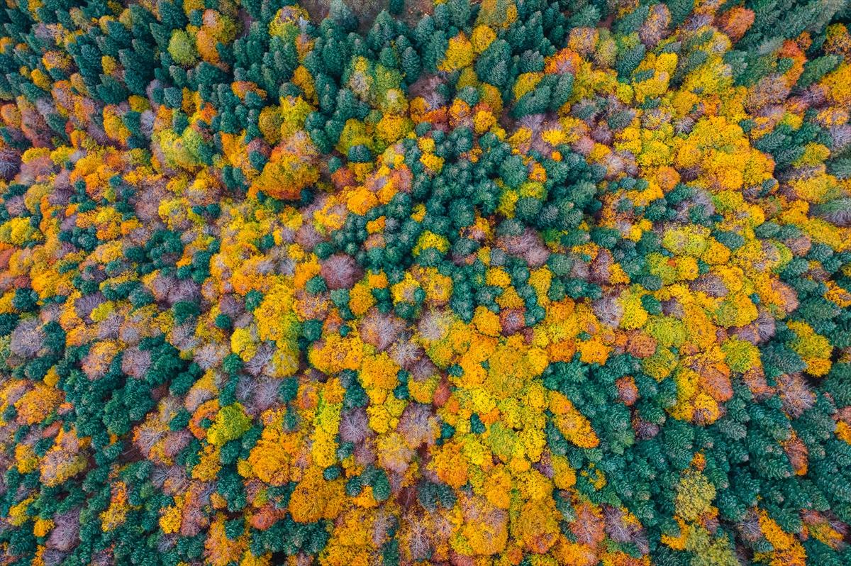 Saklı cennet Yedigöller'de sonbaharla birlikte renk cümbüşü yaşanıyor