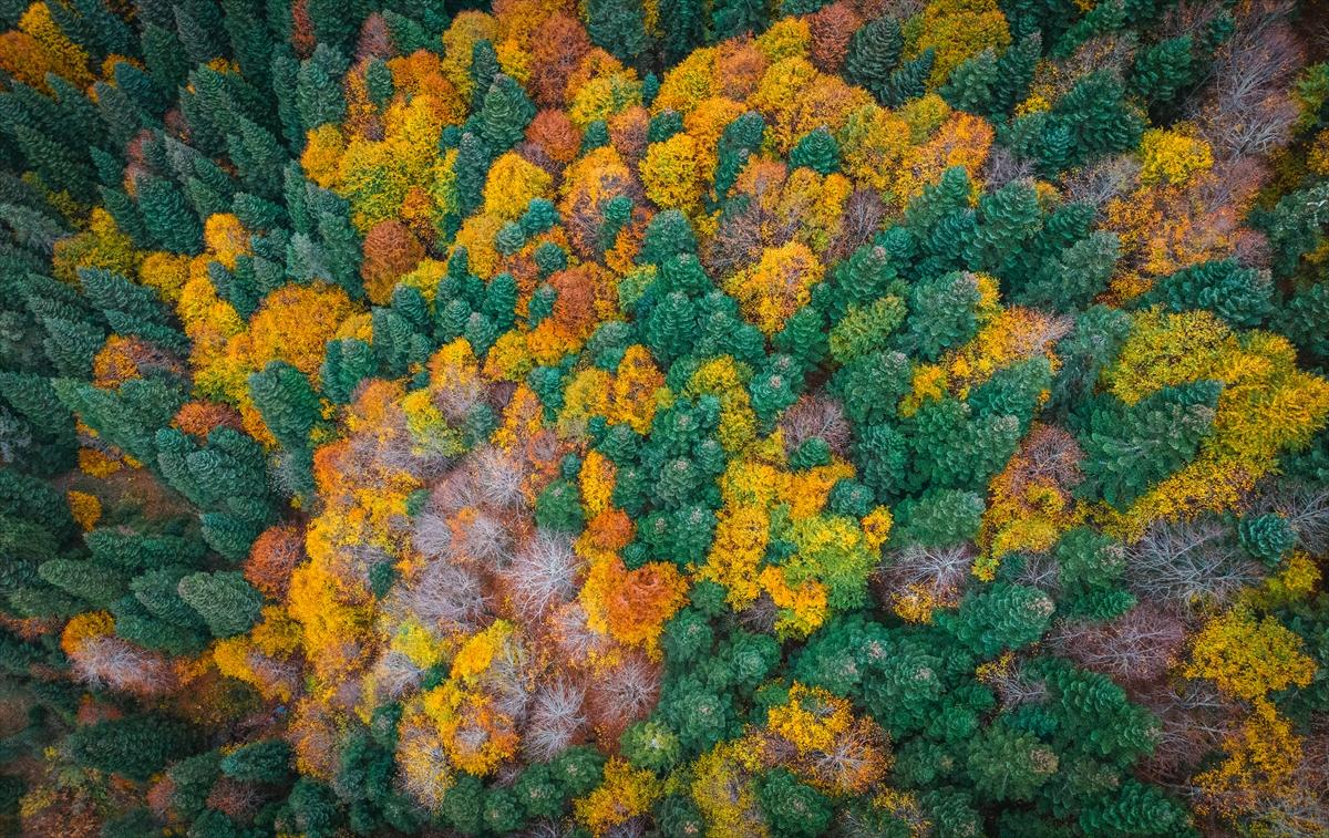 Saklı cennet Yedigöller'de sonbaharla birlikte renk cümbüşü yaşanıyor