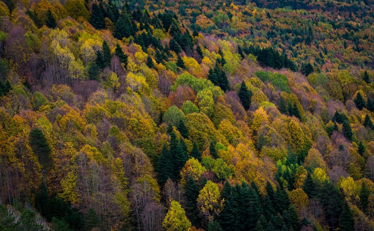Saklı cennet Yedigöller'de sonbaharla birlikte renk cümbüşü yaşanıyor