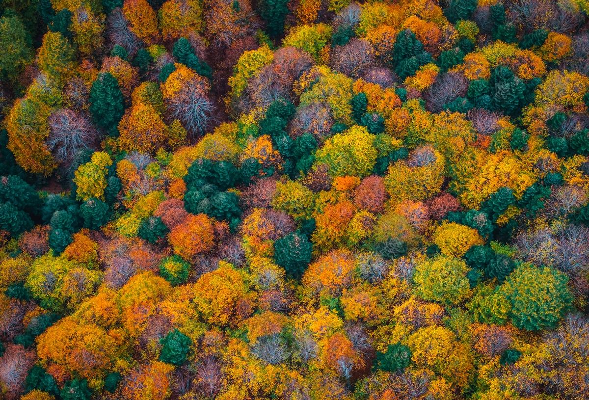 Saklı cennet Yedigöller'de sonbaharla birlikte renk cümbüşü yaşanıyor