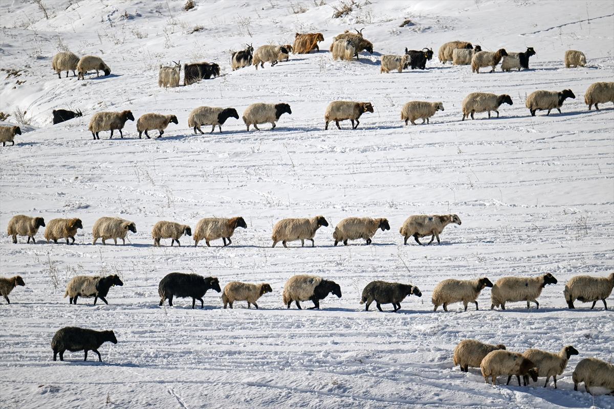 Van'da karlı kaplı dağlarda besicilerin dönüş mesaisinden renkli kareler