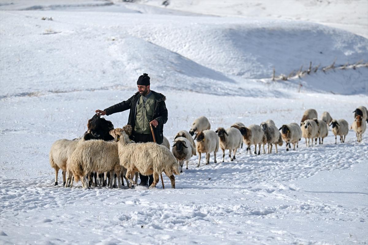 Van'da karlı kaplı dağlarda besicilerin dönüş mesaisinden renkli kareler