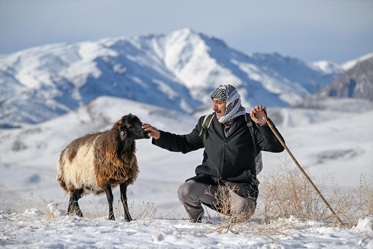 Van'da karlı kaplı dağlarda besicilerin dönüş mesaisinden renkli kareler