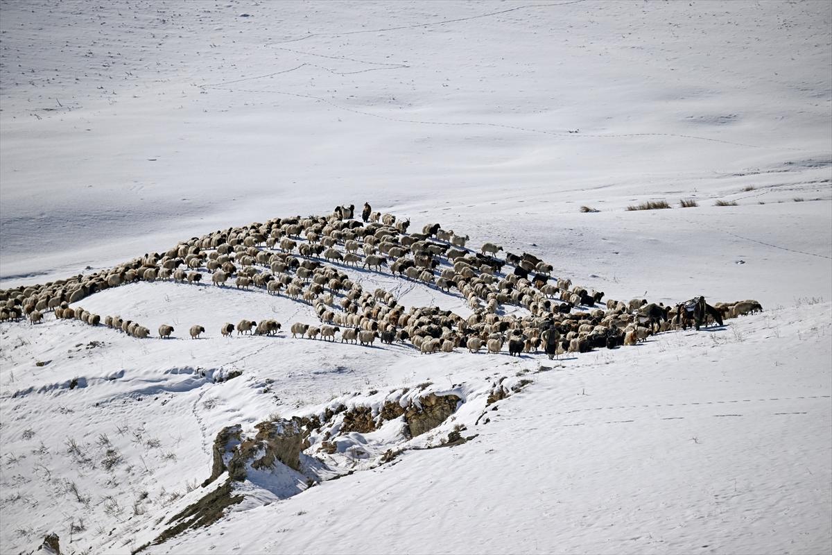 Van'da karlı kaplı dağlarda besicilerin dönüş mesaisinden renkli kareler