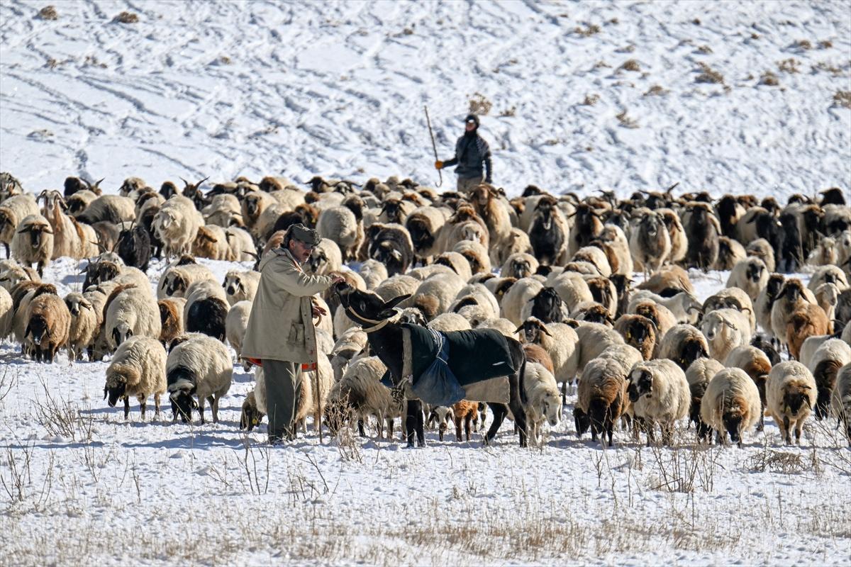 Van'da karlı kaplı dağlarda besicilerin dönüş mesaisinden renkli kareler