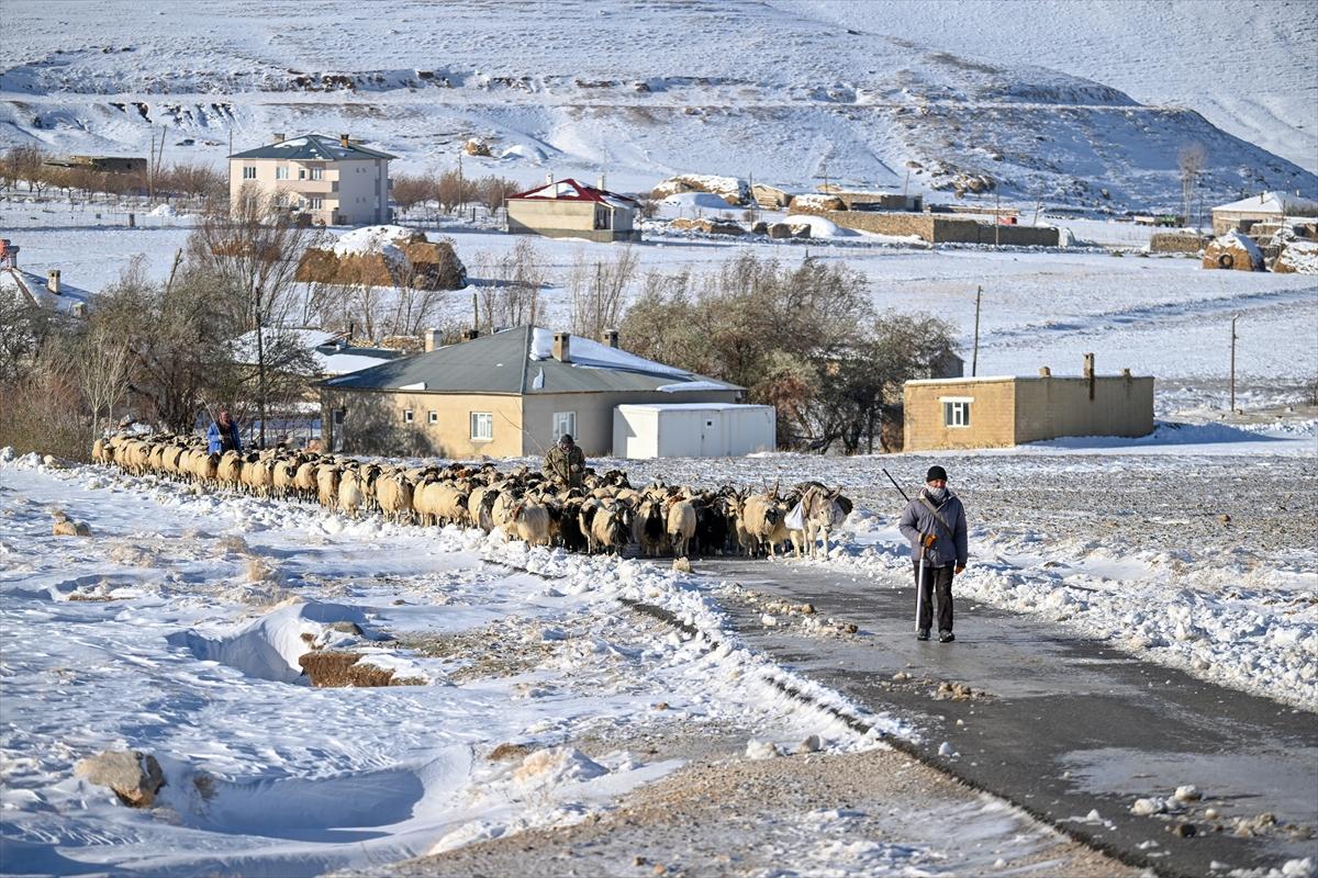 Van'da karlı kaplı dağlarda besicilerin dönüş mesaisinden renkli kareler