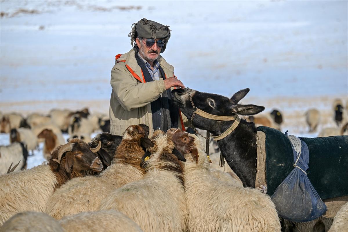 Van'da karlı kaplı dağlarda besicilerin dönüş mesaisinden renkli kareler