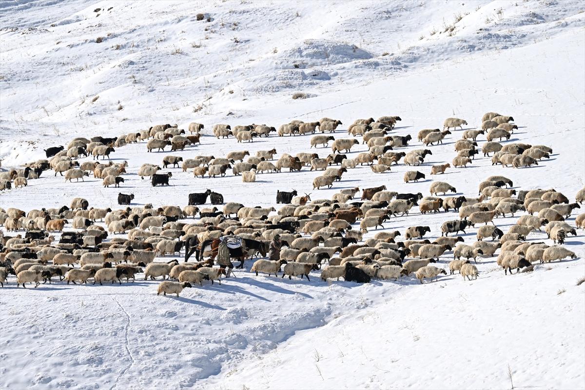 Van'da karlı kaplı dağlarda besicilerin dönüş mesaisinden renkli kareler