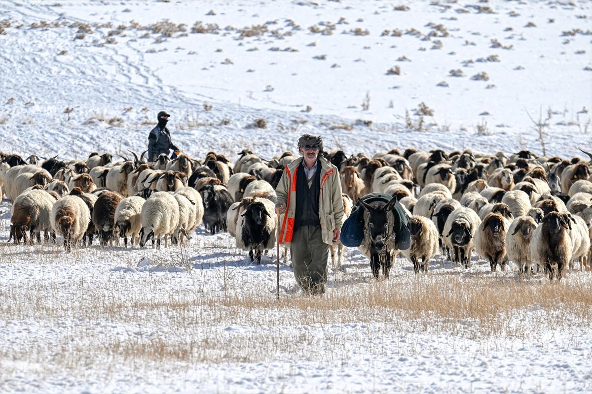 Van'da karlı kaplı dağlarda besicilerin dönüş mesaisinden renkli kareler