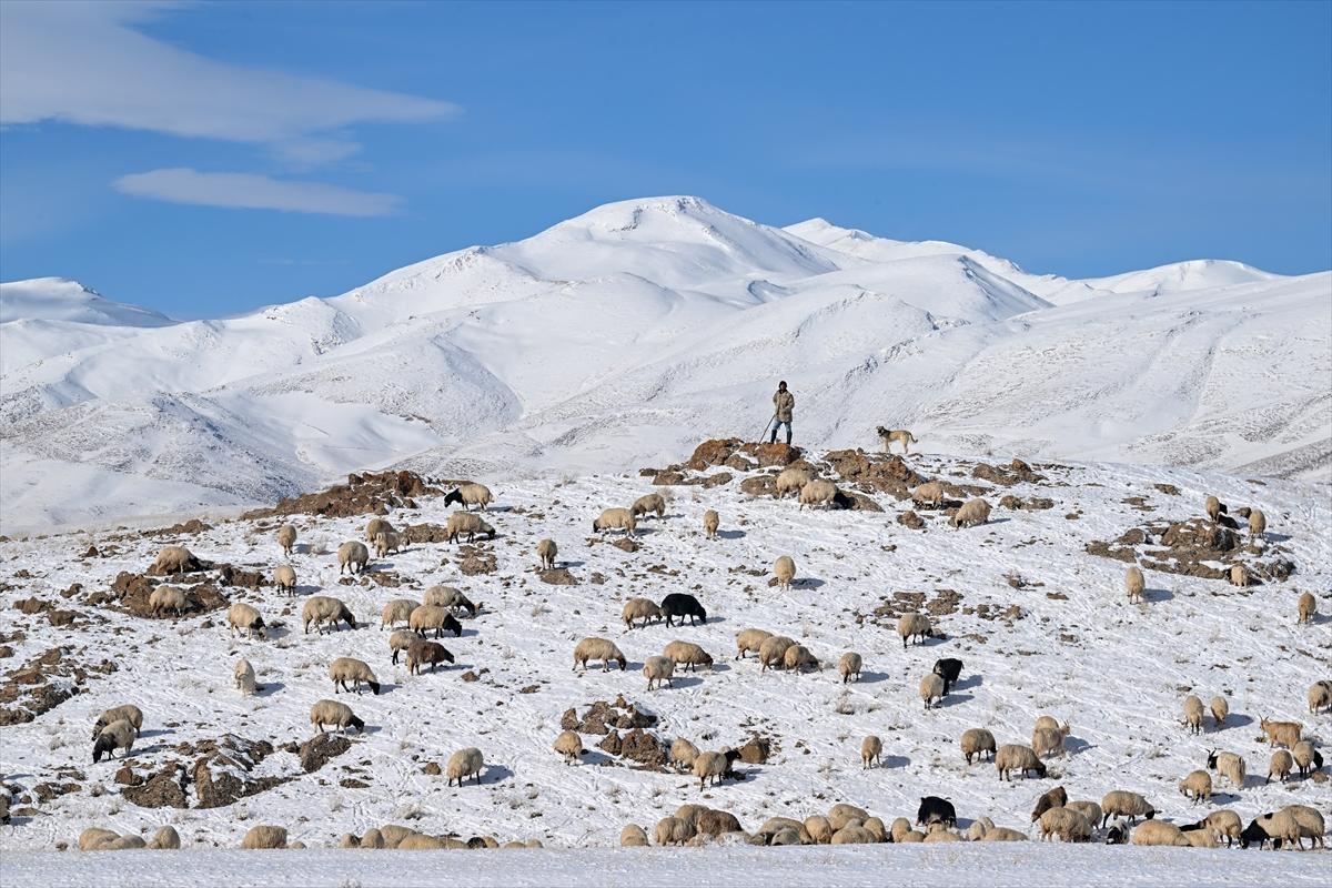 Van'da karlı kaplı dağlarda besicilerin dönüş mesaisinden renkli kareler