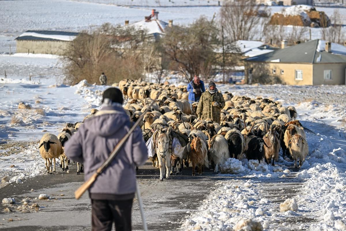 Van'da karlı kaplı dağlarda besicilerin dönüş mesaisinden renkli kareler