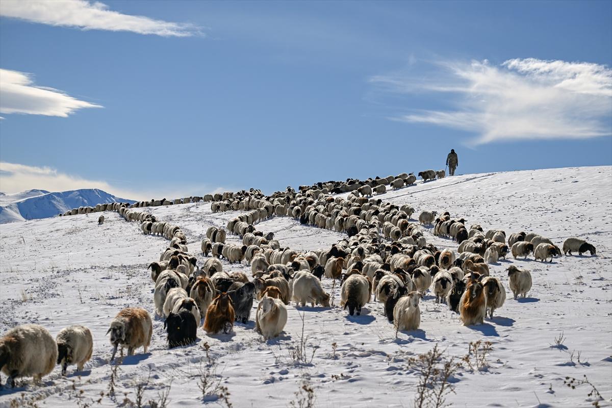 Van'da karlı kaplı dağlarda besicilerin dönüş mesaisinden renkli kareler