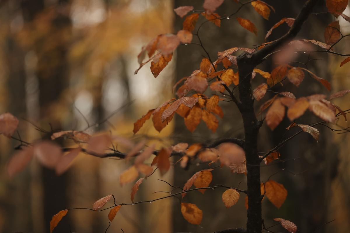 İstanbul sonbahar renklerine büründü
