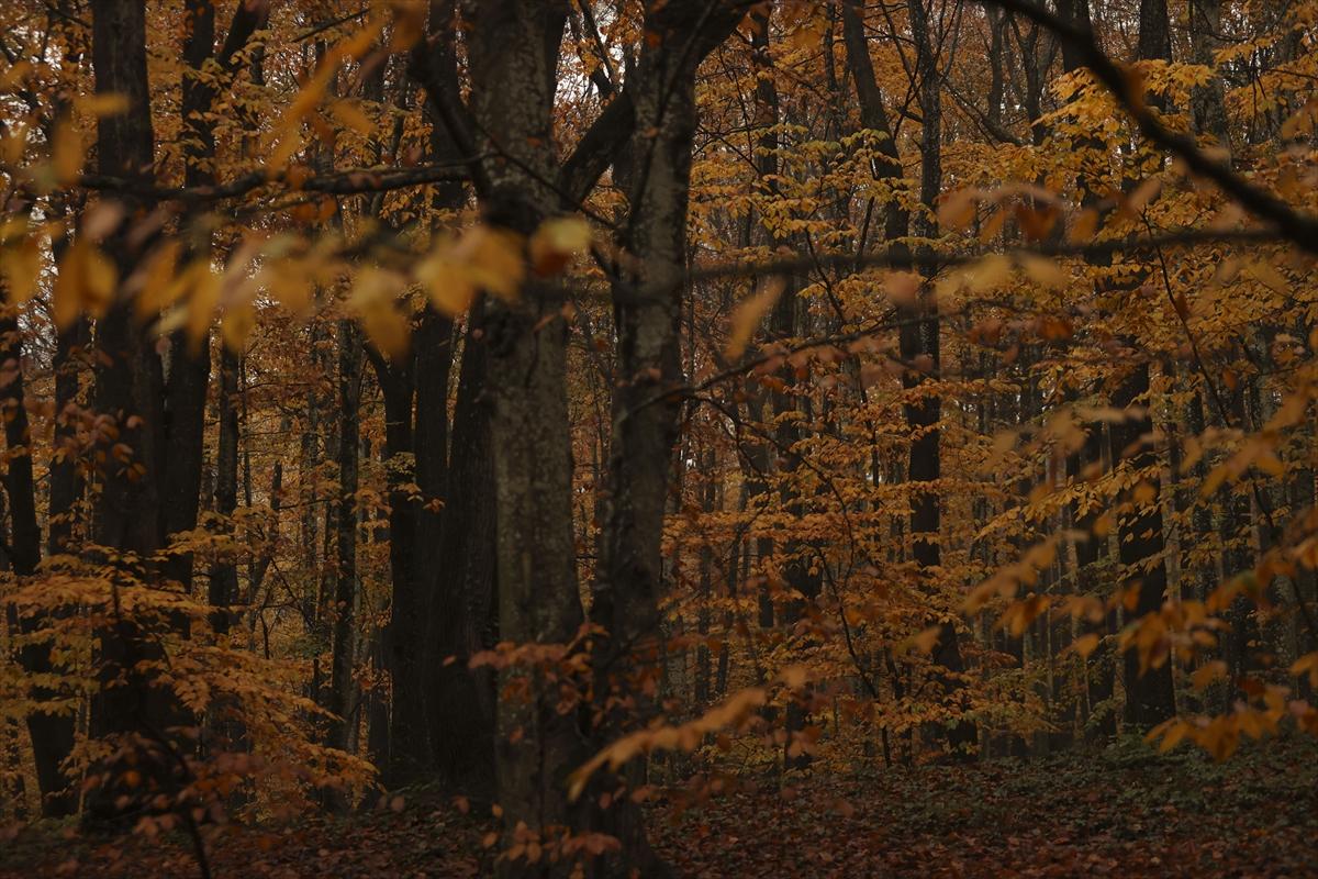 İstanbul sonbahar renklerine büründü